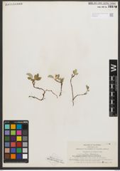 Foto von Salix nivalis Hook.